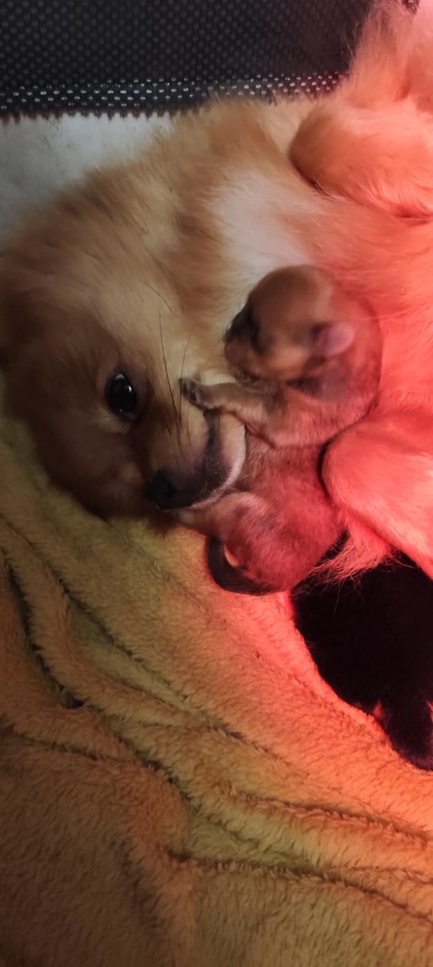 Publication : Des Merveilles De La Nature 