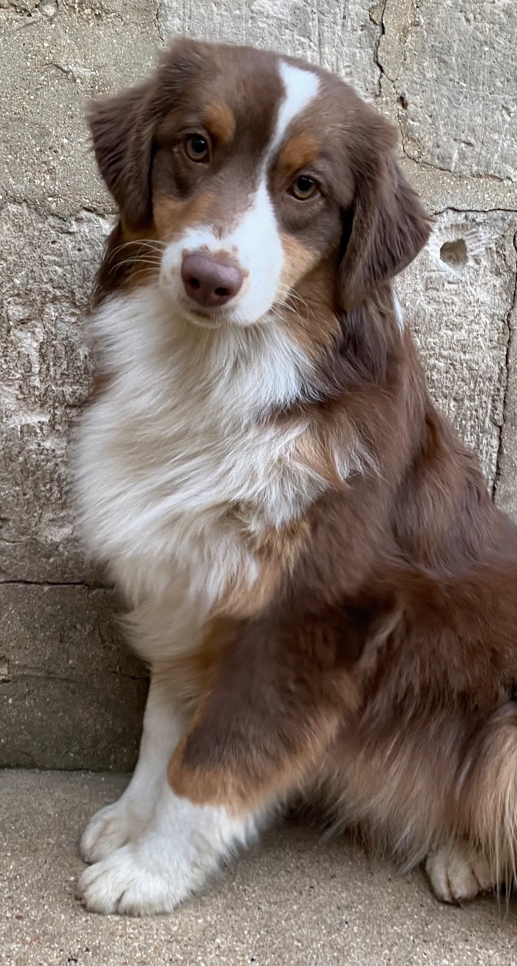 Publication : Des Ruines De Champlieu 