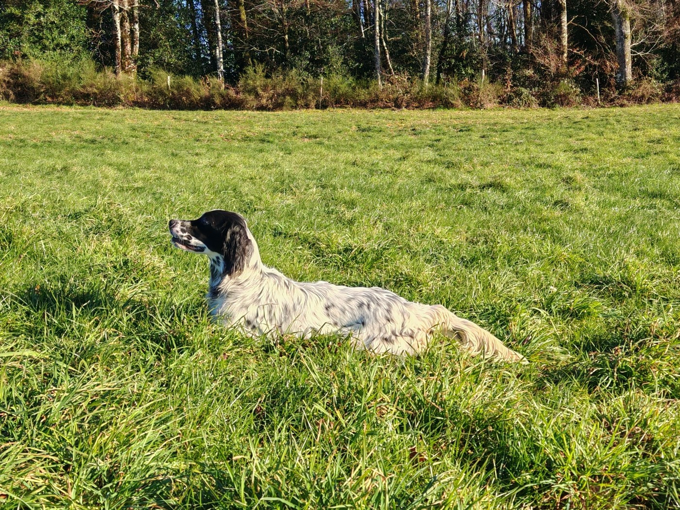 Publication : Du Long Bec D'enchanet 