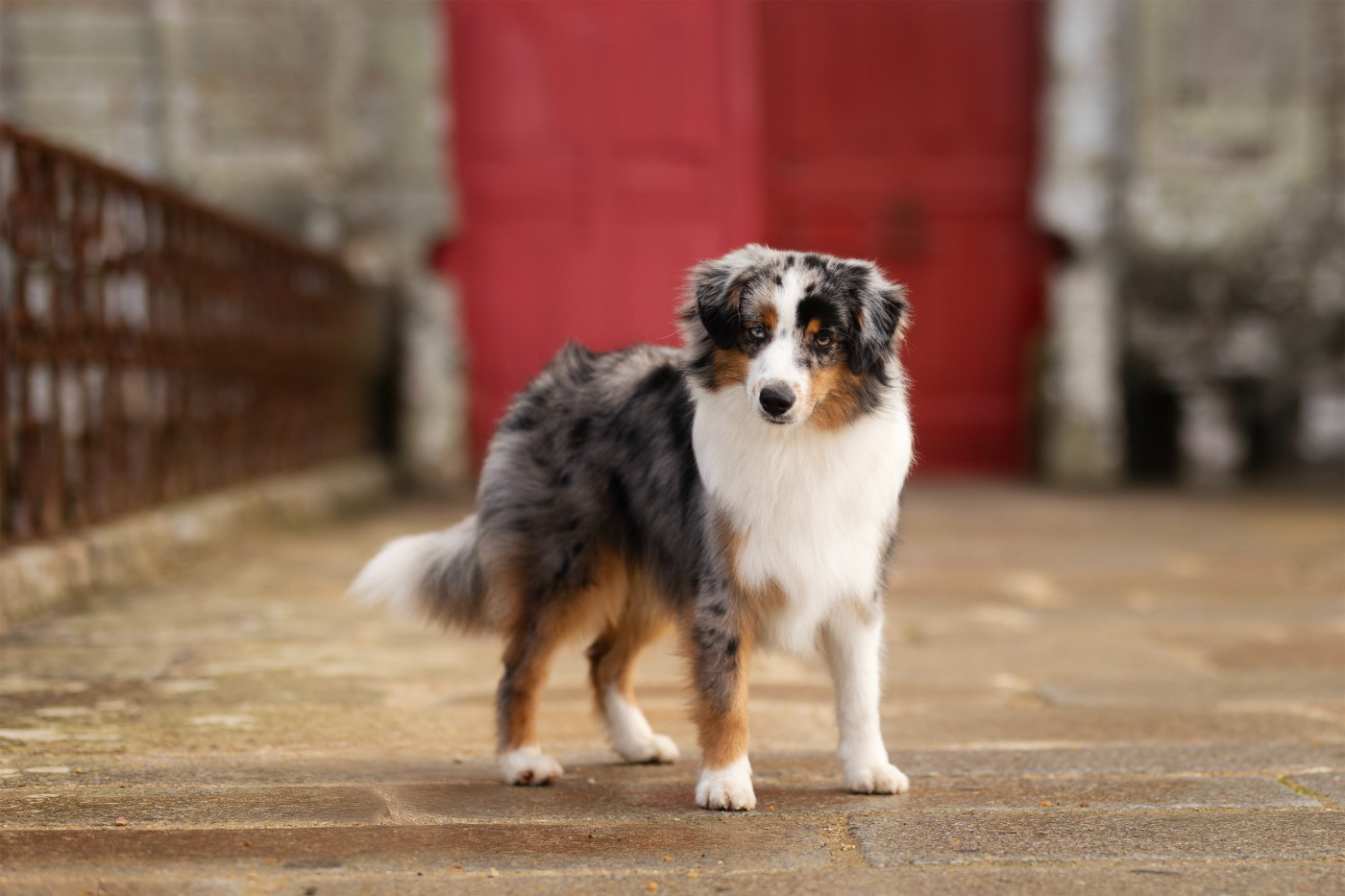 Publication : du temple de Palés 