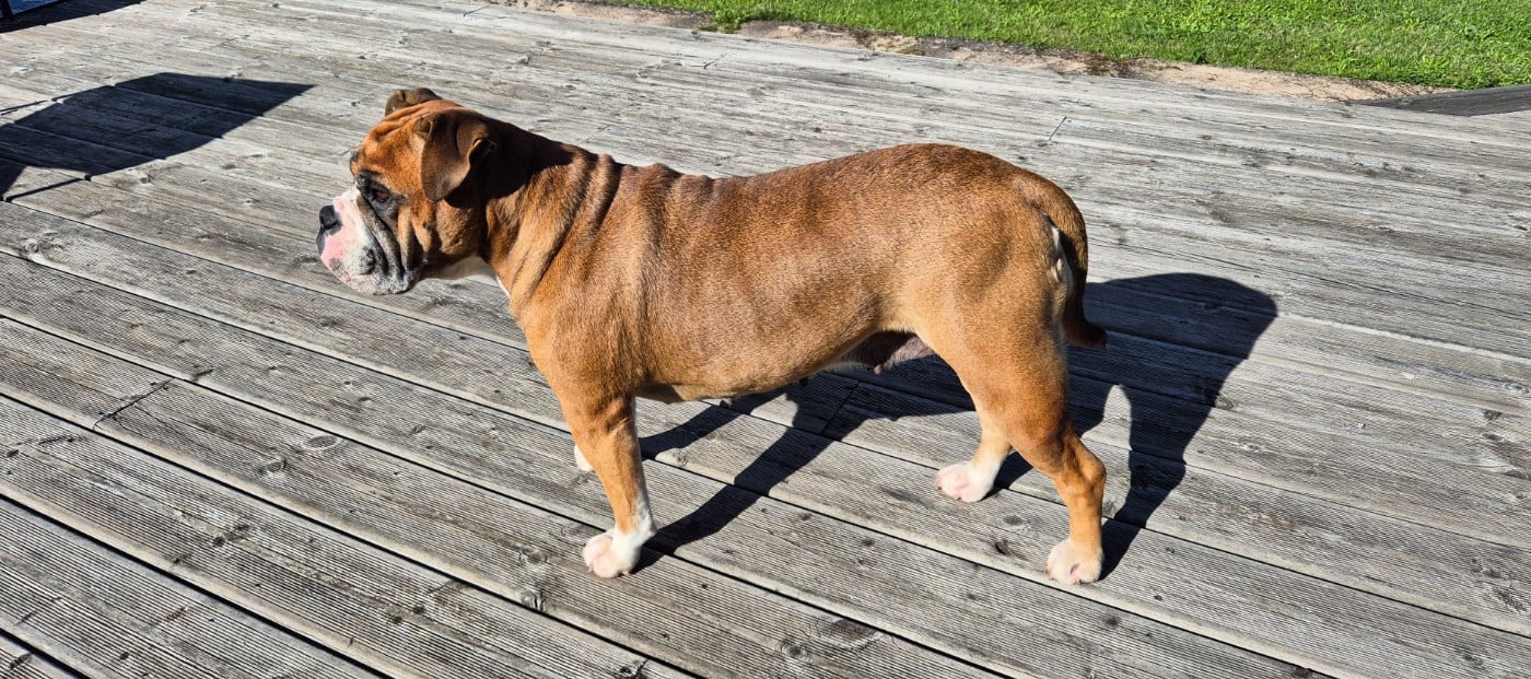 Publication : Du Domaine Du Grelot Perdu Auteur : Caroline Breuil