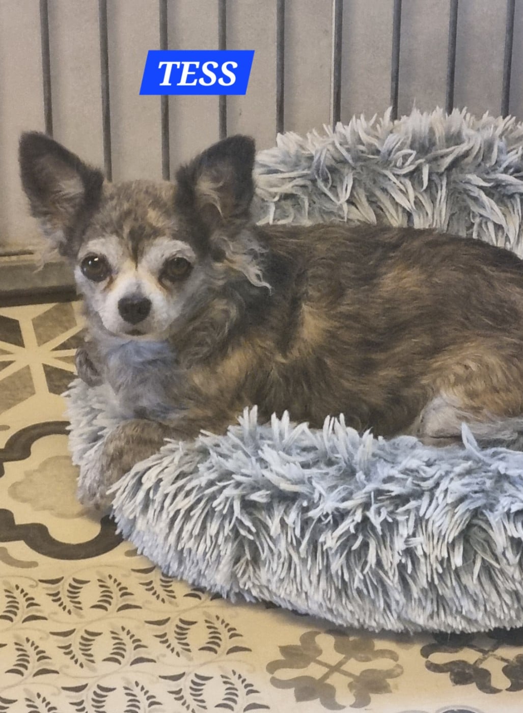 Publication : Des Moulins De St Roch Auteur : des moulins de st roch