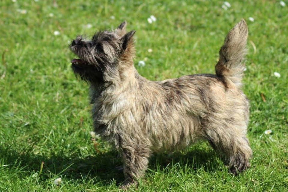 Publication : du Harpouy D'Auzan Auteur : Sb