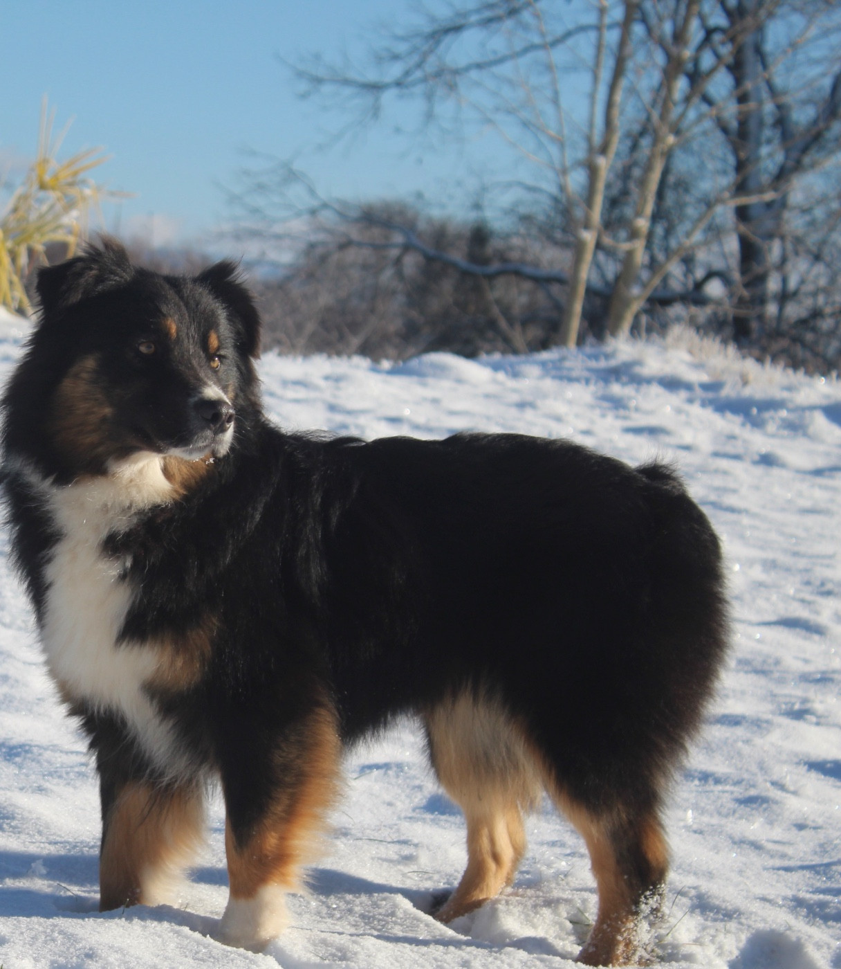 Publication : Royal Fluffy 