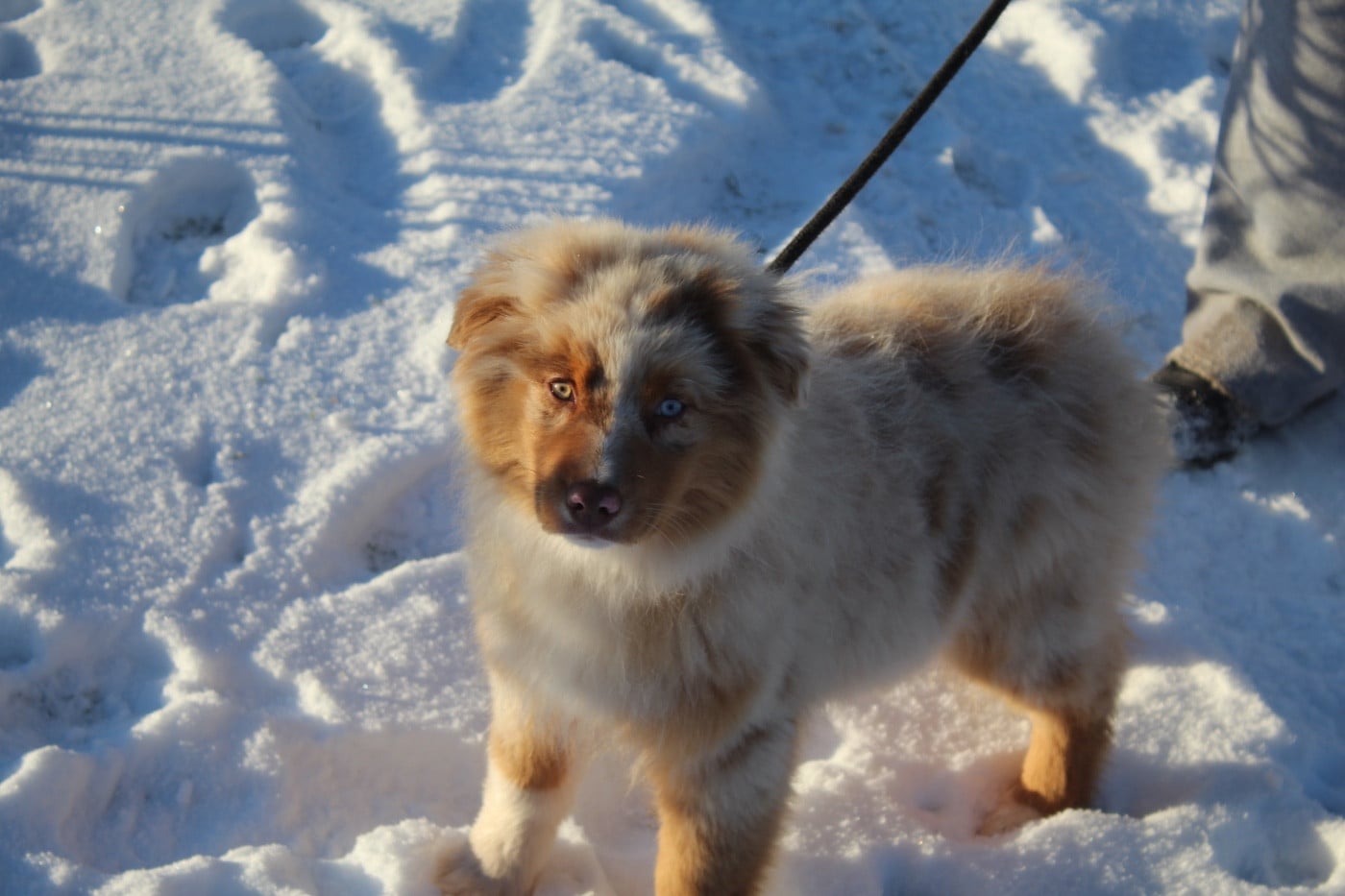 Publication : Royal Fluffy 