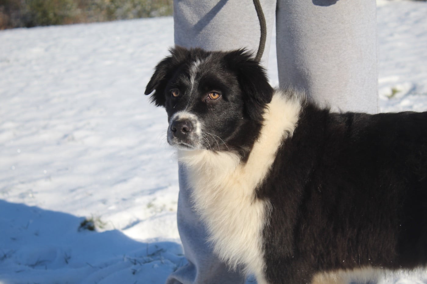 Publication : Royal Fluffy 