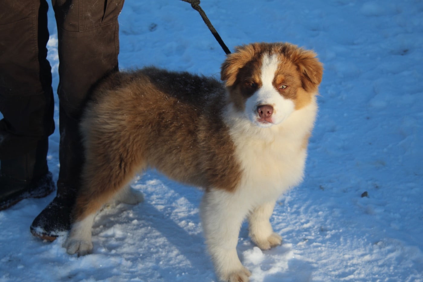 Publication : Royal Fluffy 