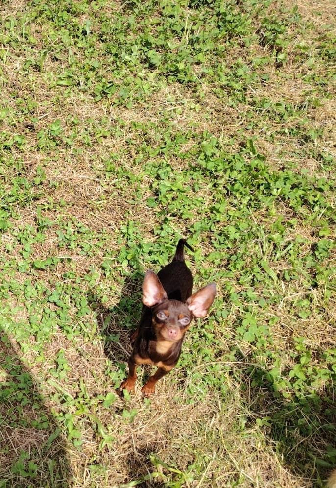 Publication : Dei Bordigotti