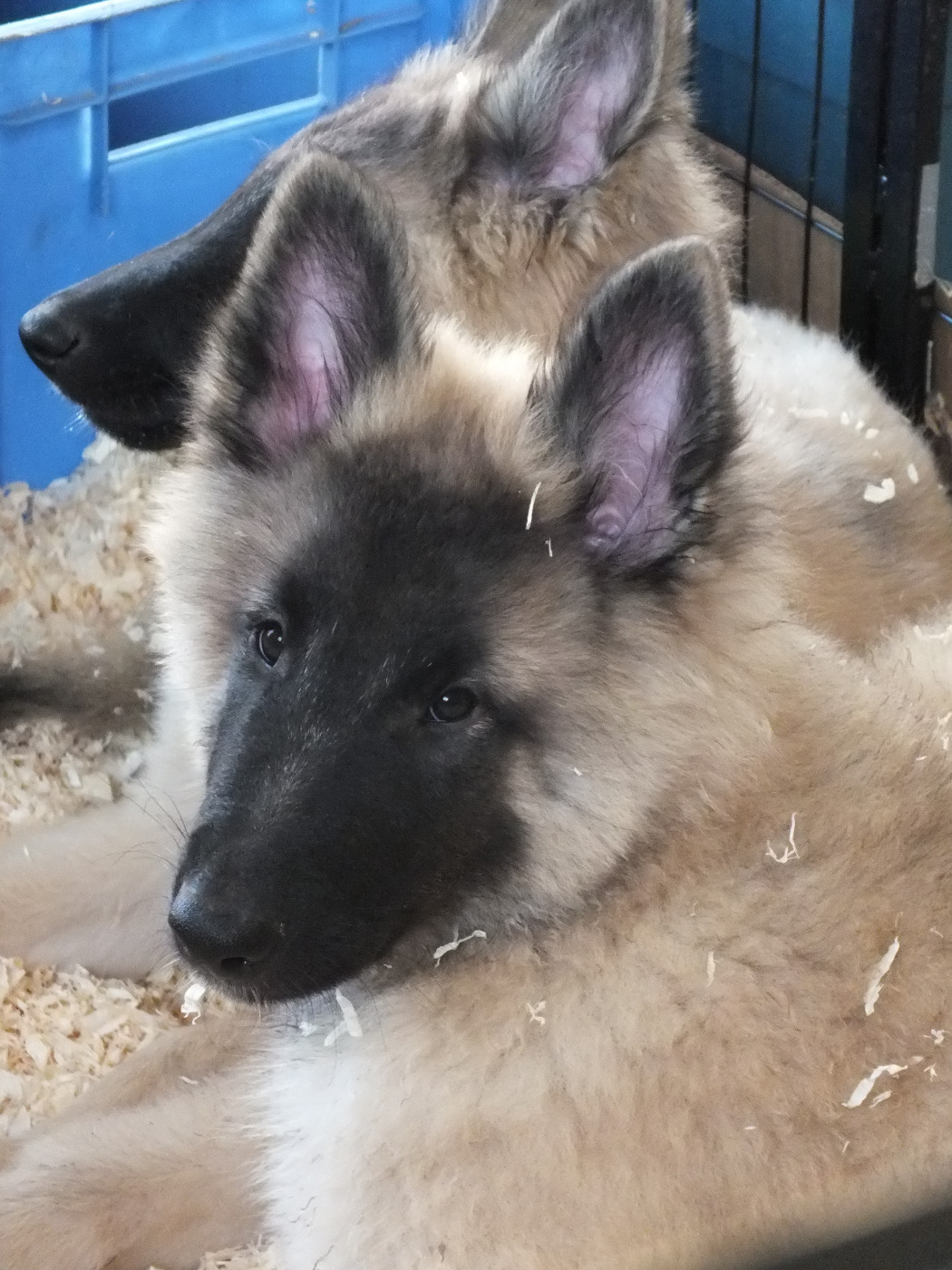 Publication : Des Colonnes De Notre Dame Auteur : Élevage