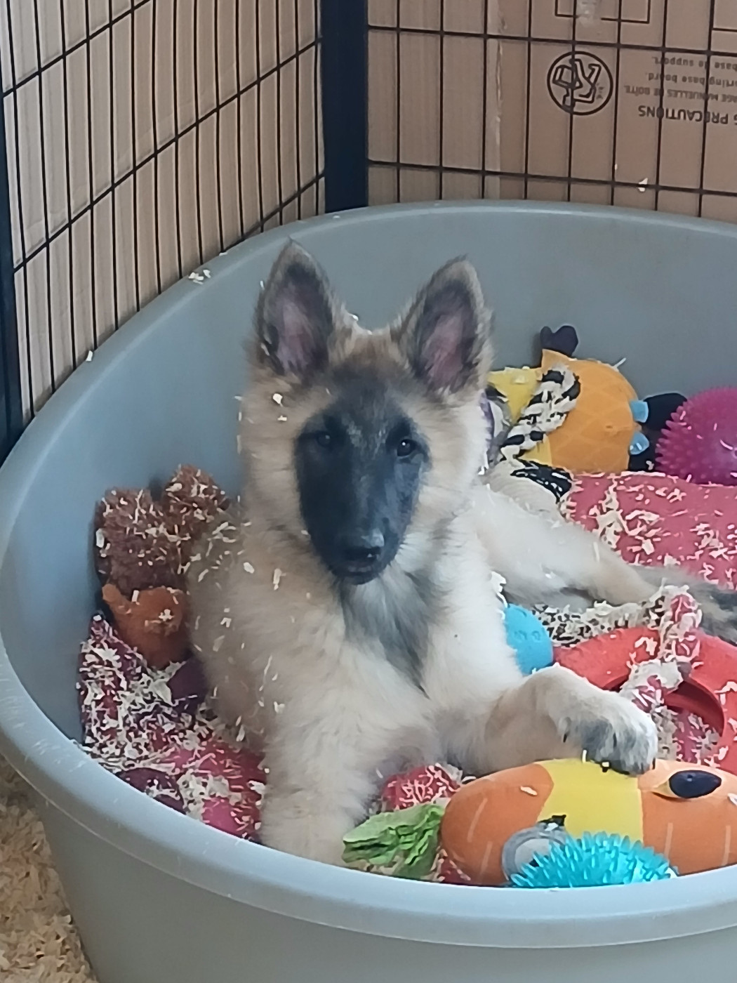 Publication : Des Colonnes De Notre Dame Auteur : Élevage