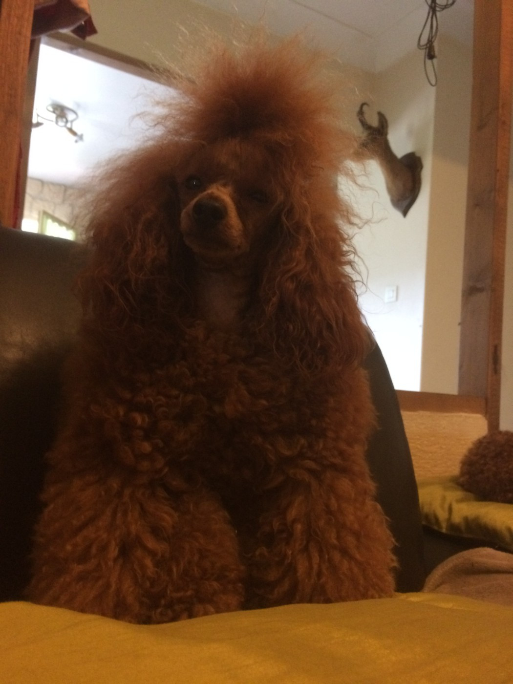 Publication : Du Domaine De La Vallée Heureuse Auteur : DOMAINE DE LA VALLEE HEUREUSE