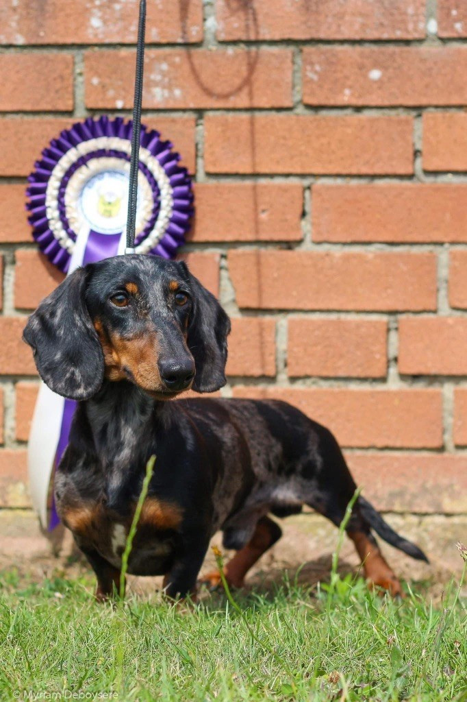 ODDY BLUE de ker ki douar