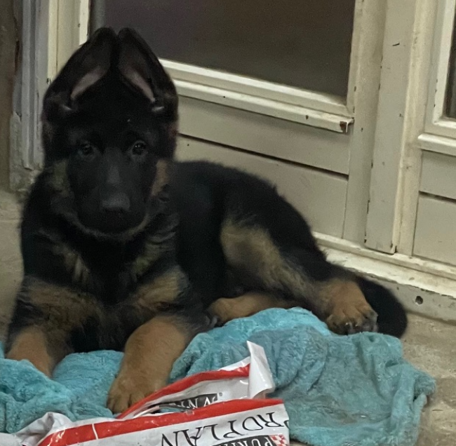 Publication : Des marais d'elesmes Auteur : Eric Chandelier