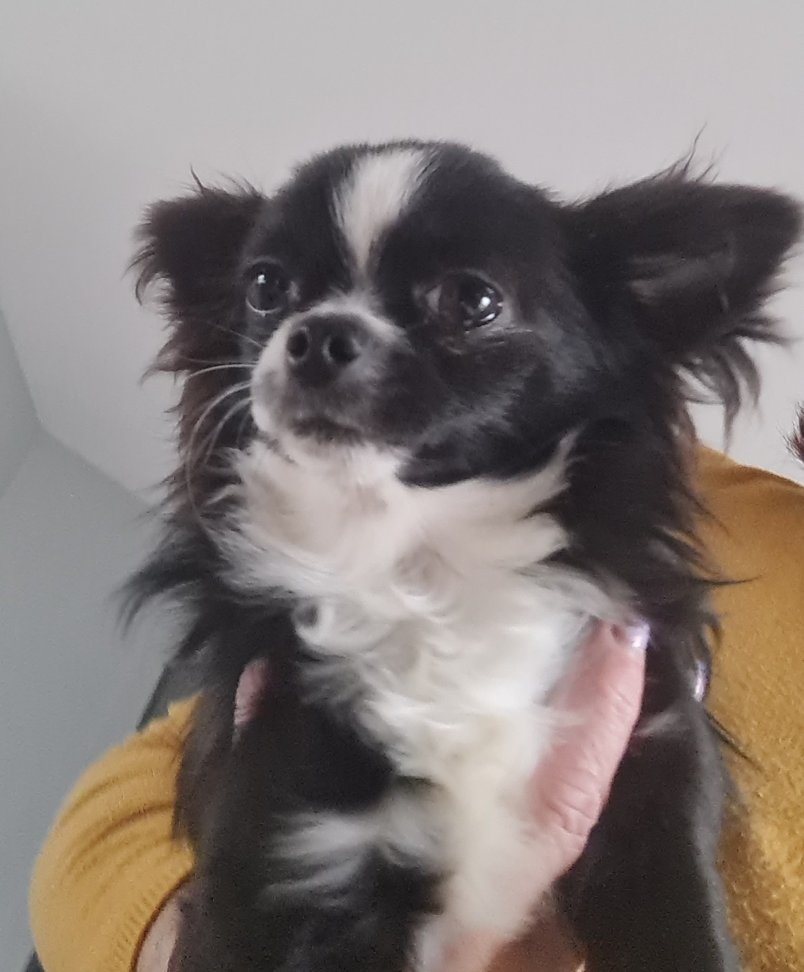 Publication : Du val de la salamandre 