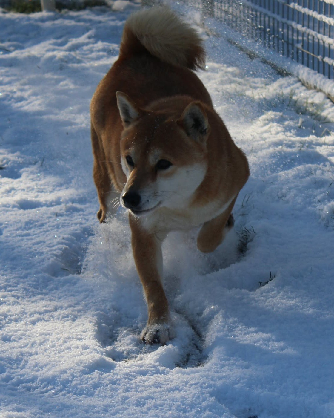 Publication : La Colline D'olga