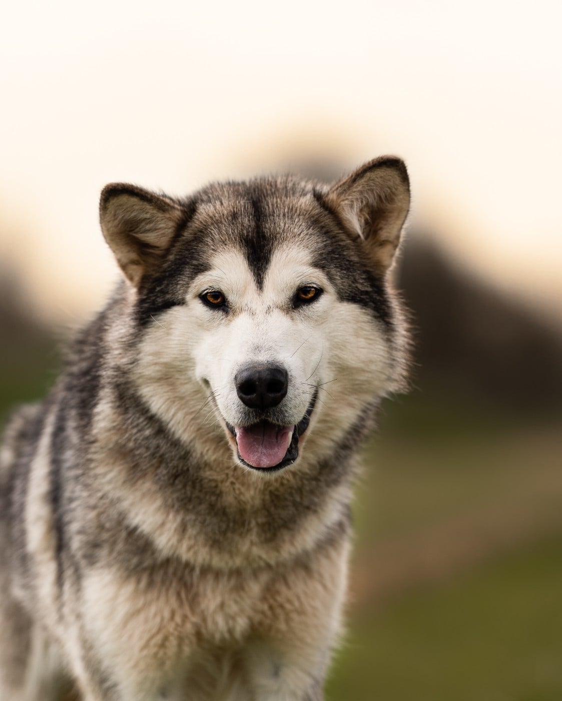 Publication : Du Domaine De La Maisonnette 