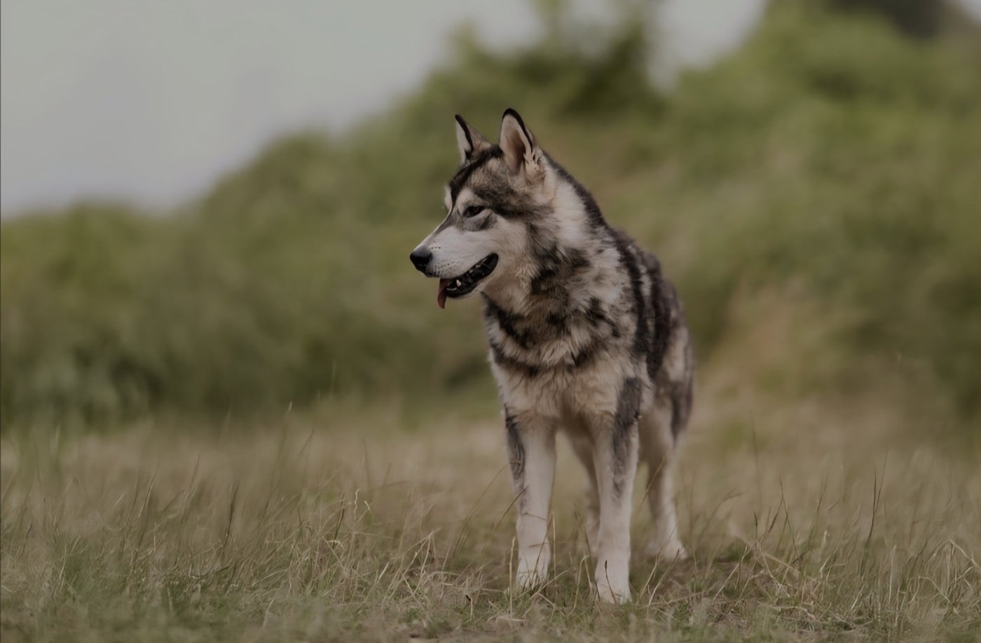 Publication : Du Domaine De La Maisonnette 