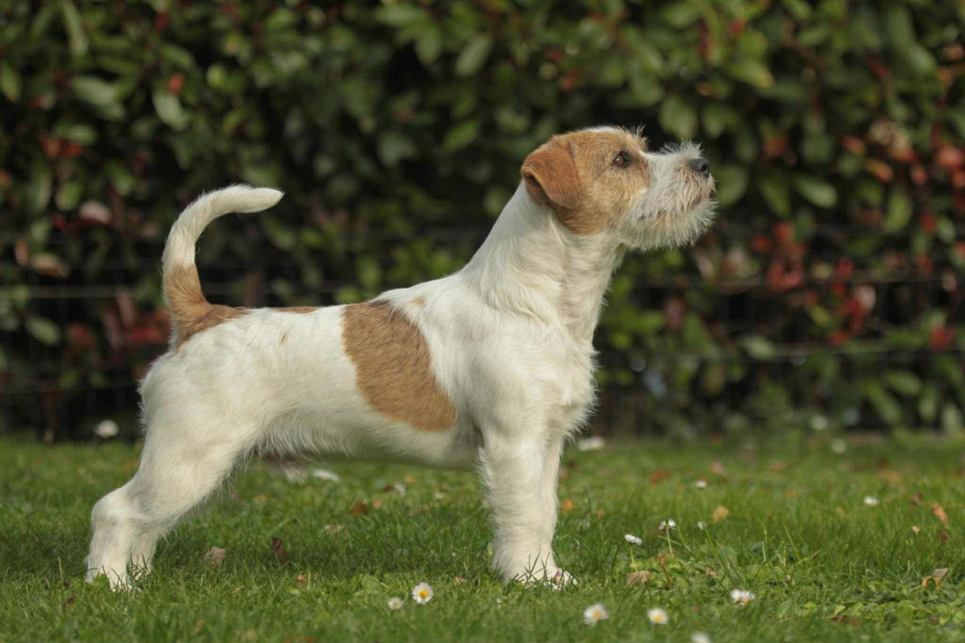 Publication : du Vallon de l'Alba Auteur : Gautier