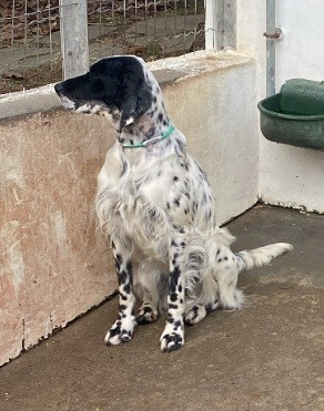 Publication : de Lapurdi Auteur : Bixente Larralde