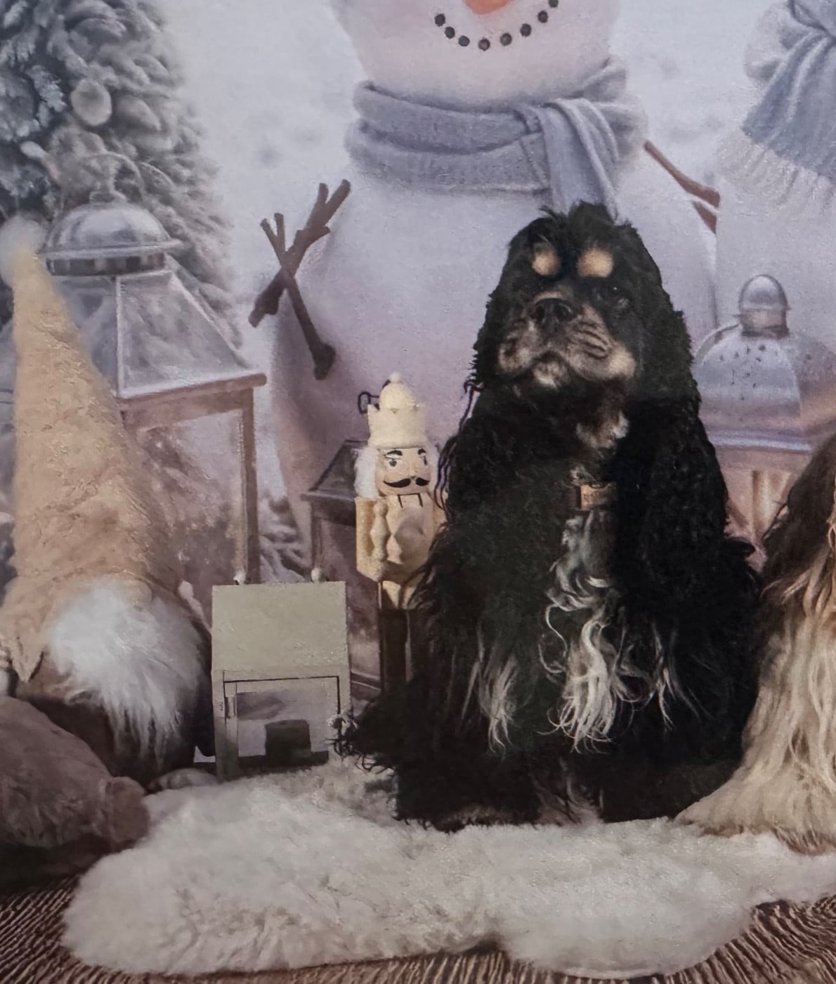 Publication : of caniland's dream 