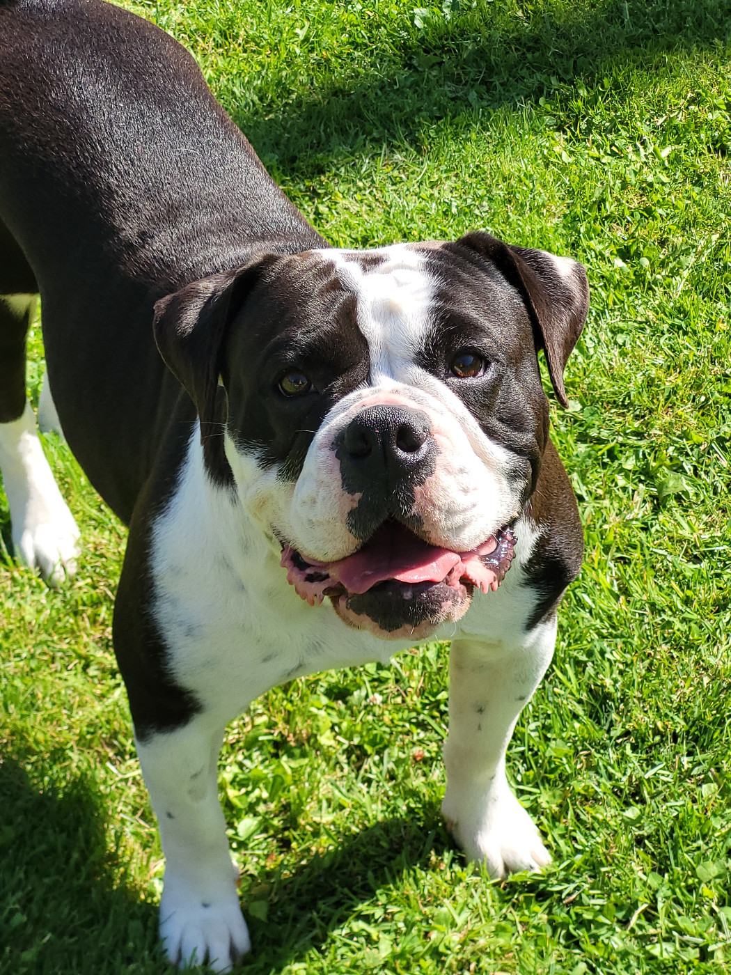 Publication : Du Domaine De Caamy Auteur : depuydt Amélie