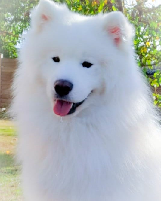 uginn De La Terre Des Fées