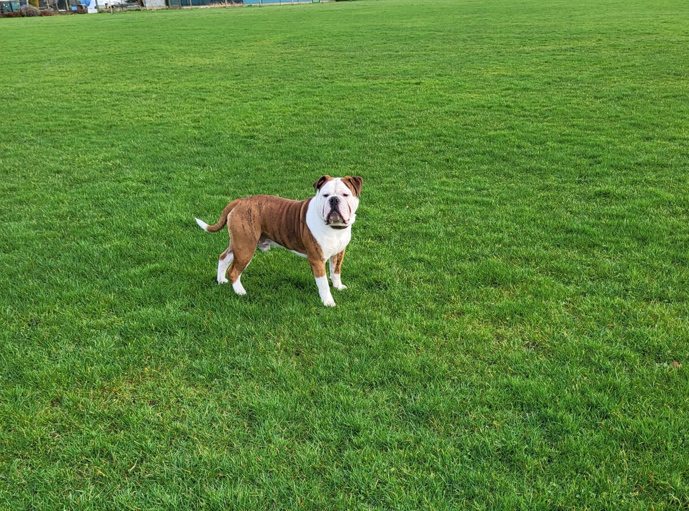 Publication : Du Domaine De Caamy Auteur : depuydt Amélie