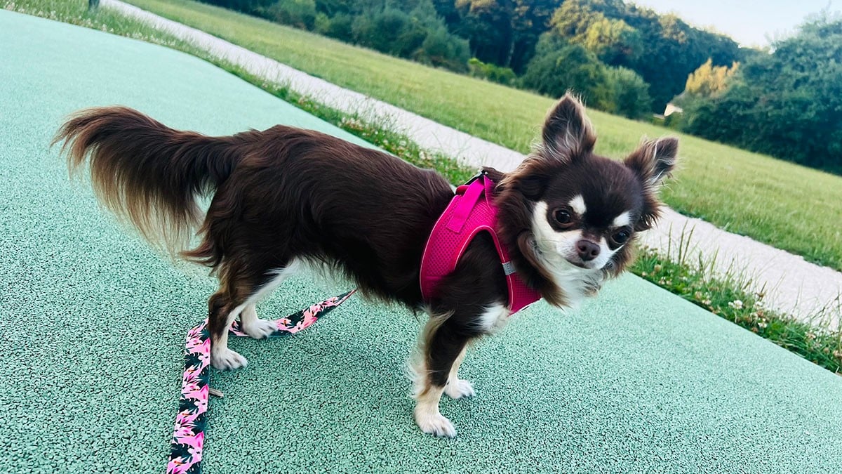 Publication : De La Vallée Des Sables D'or Auteur : LAURENCE COUTAYE