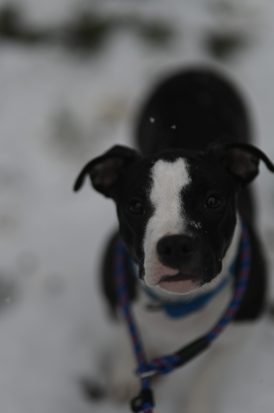 Publication : Of Majestic's Bears Auteur : Kelly Renard