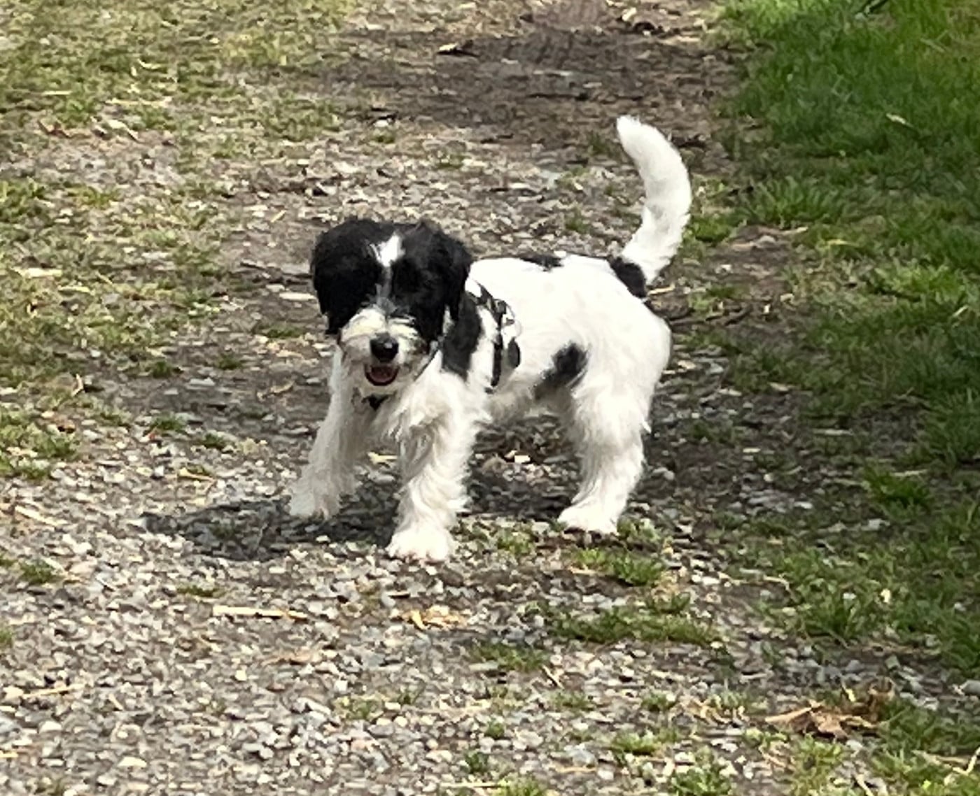 Publication : Du pic d'arbizon Auteur : Carmen