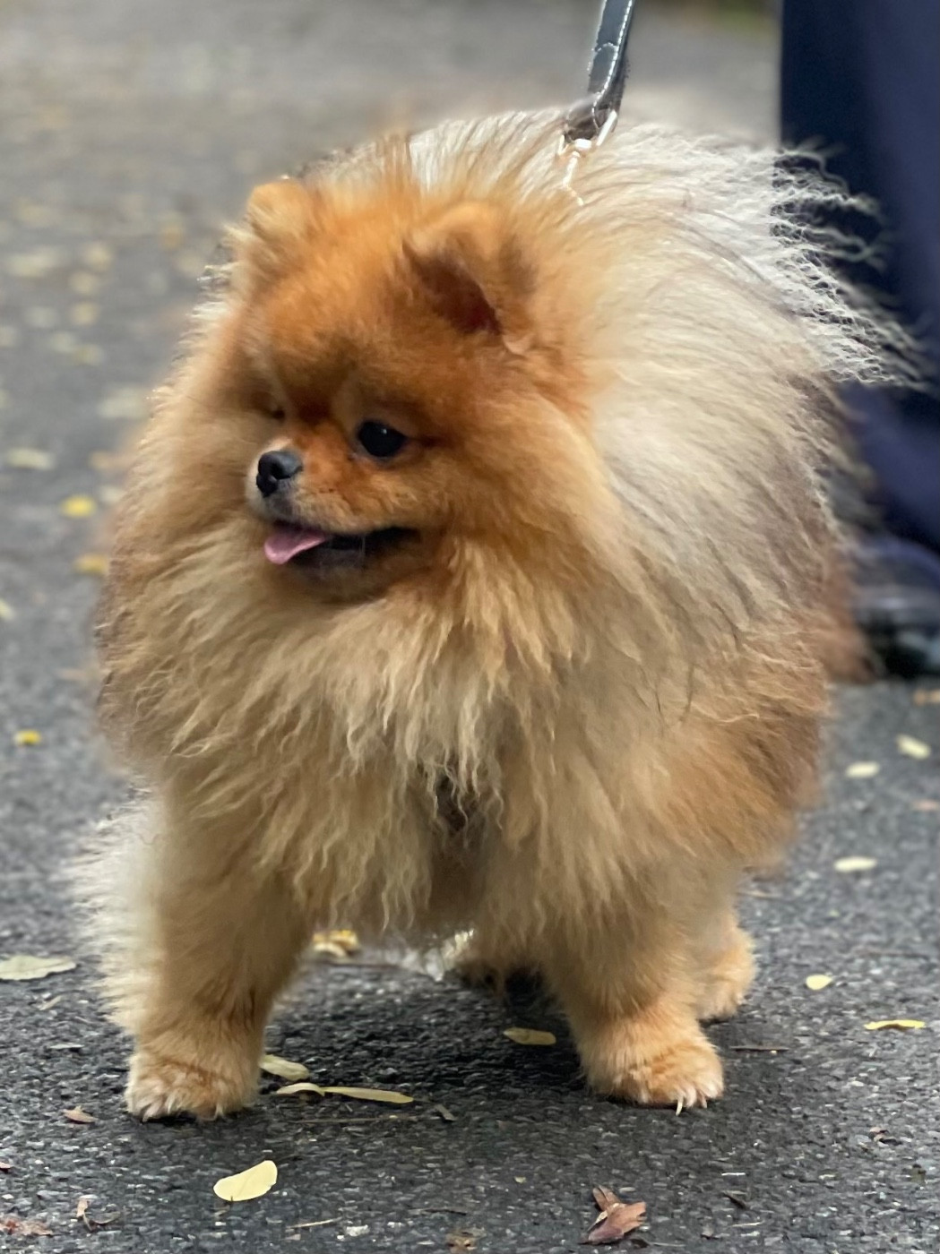 Publication : of the Bubble Staff 