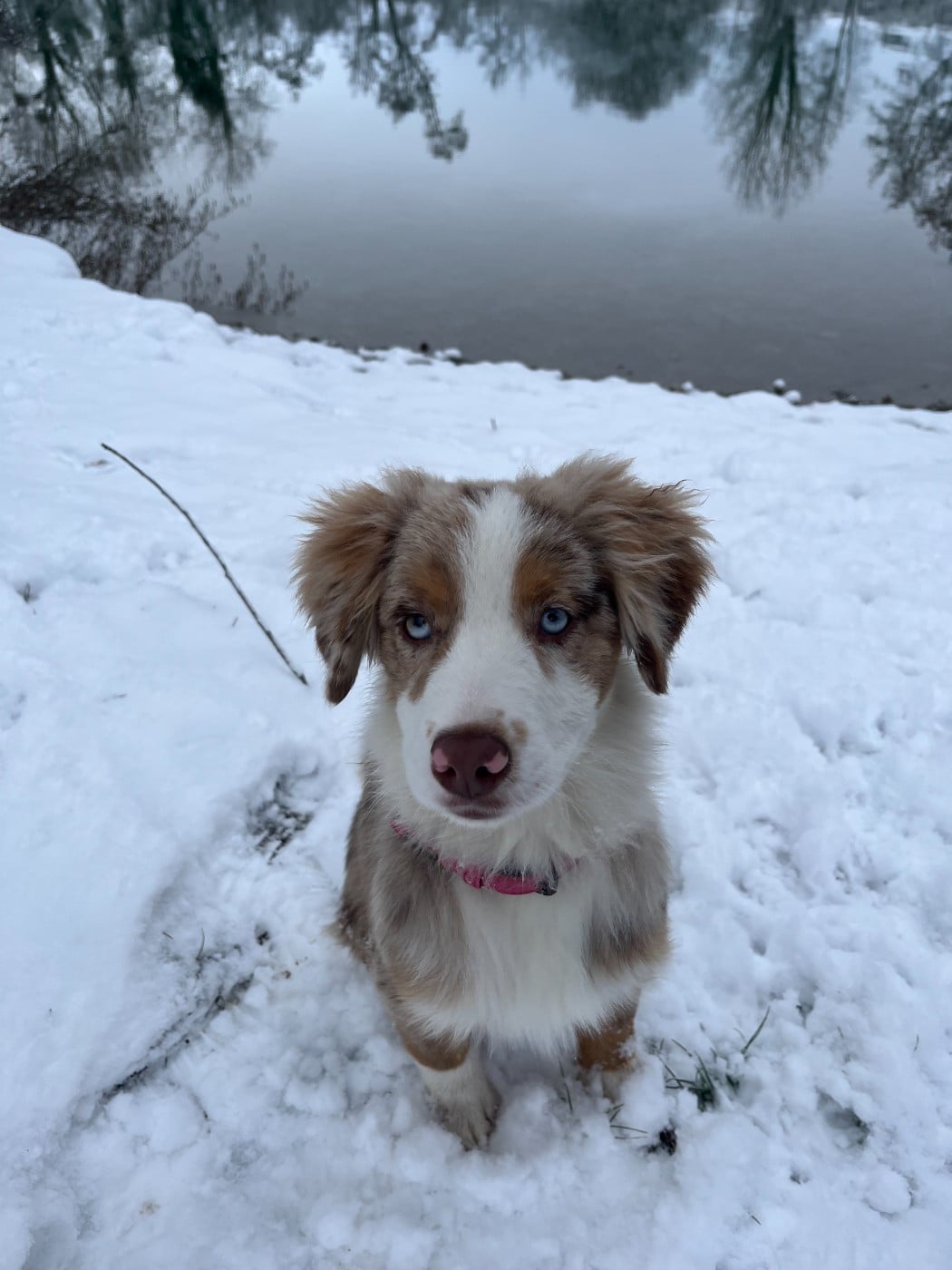 Publication : Des Petites Etoiles