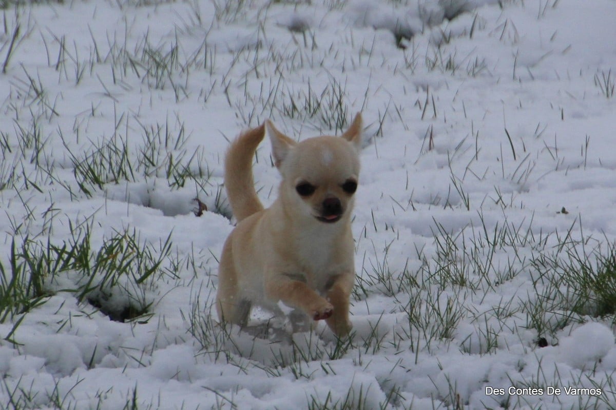 Publication : des contes de Varmos Auteur : Gilles Watrelos