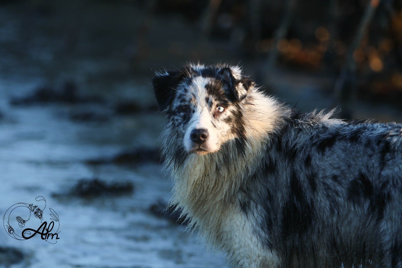 Publication : of Angel'Crossings Auteur : ALM