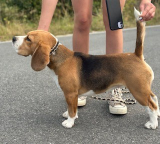 Publication : de Maxcecan 