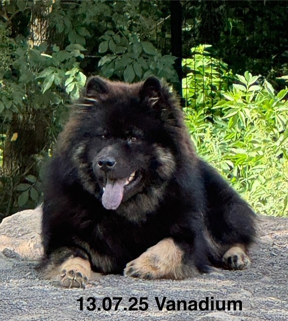 Publication : Des crinières de feu Auteur : christine Gall