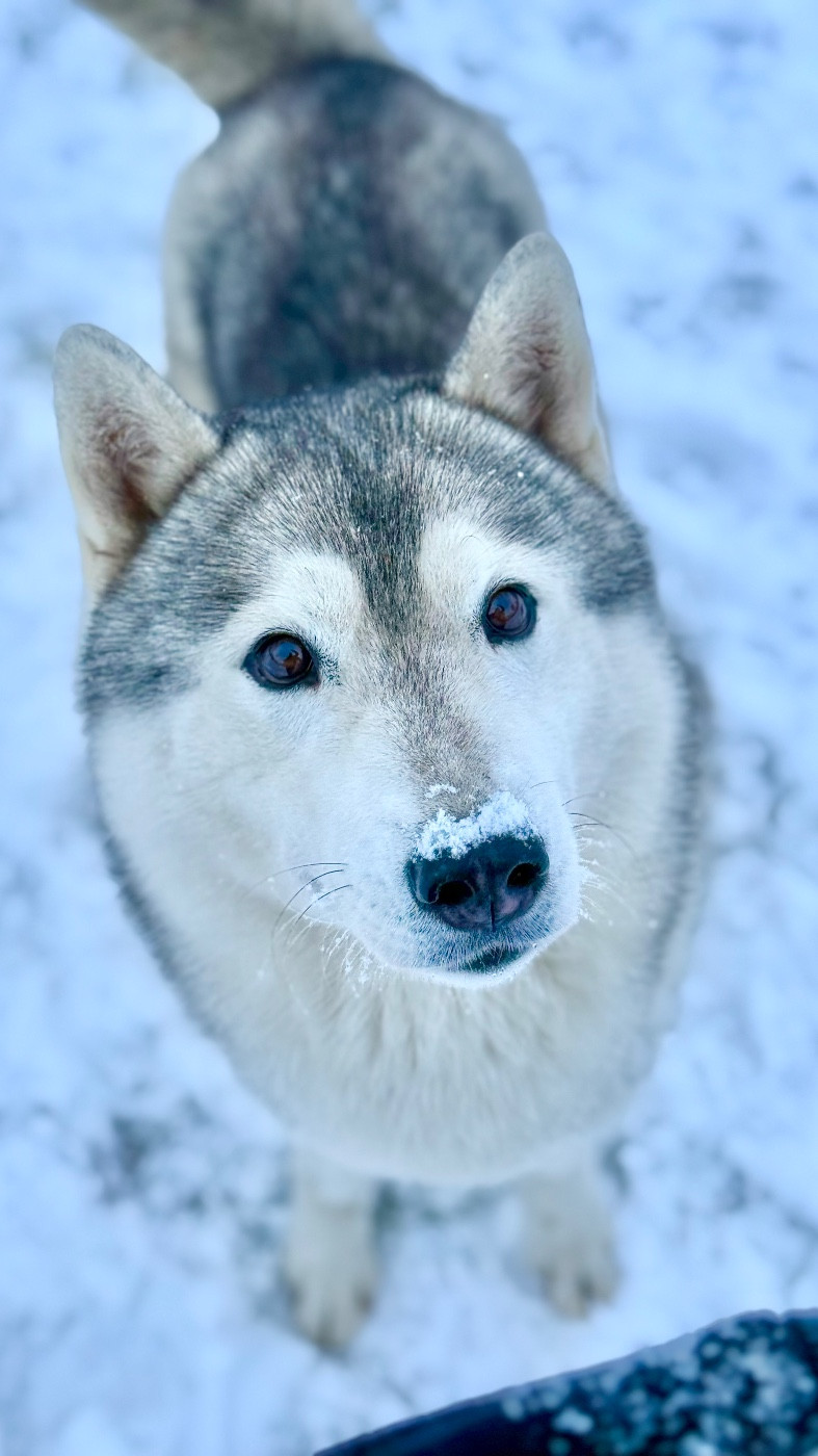Publication : De La Contrée Des Glaces