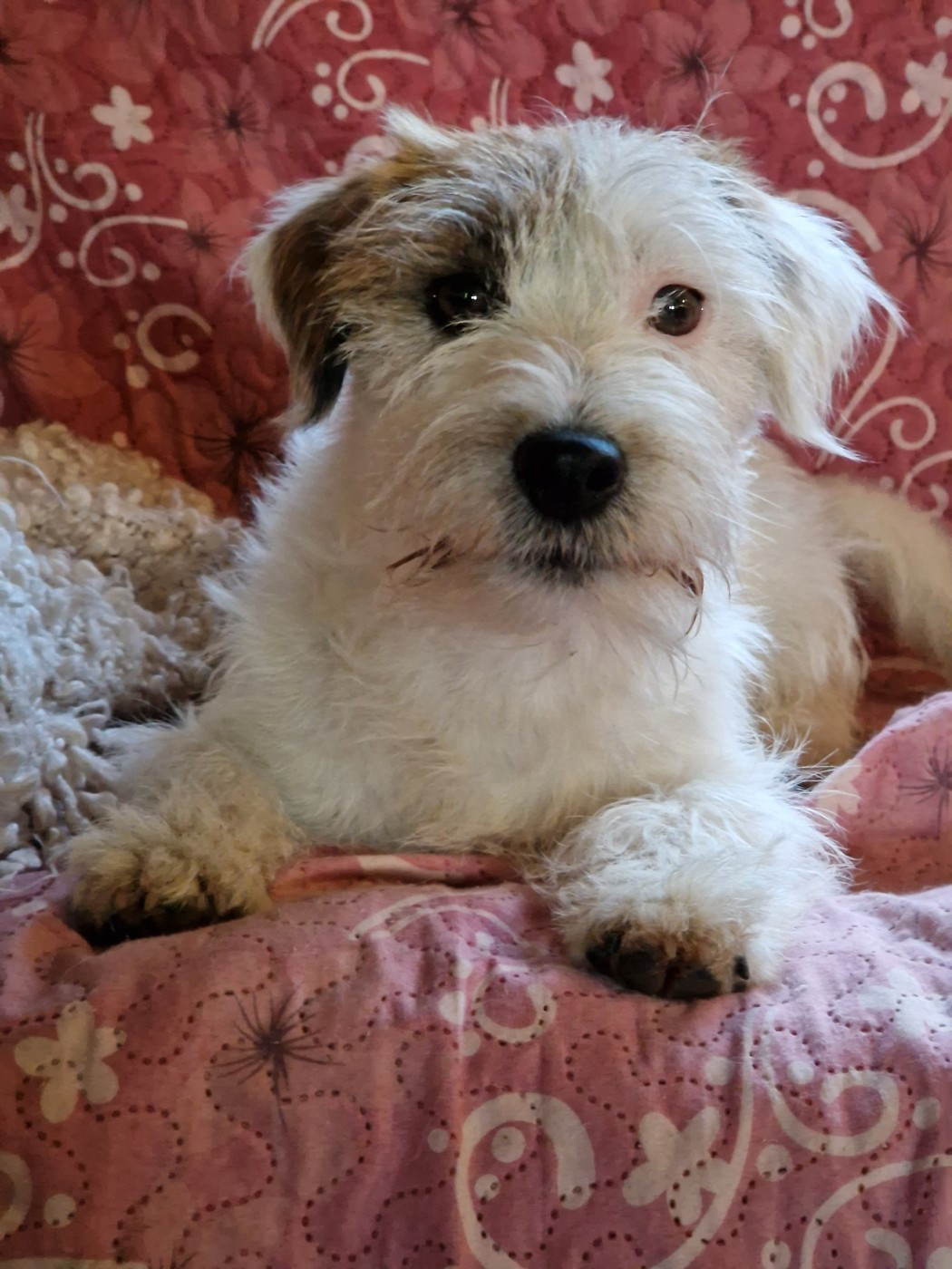 Publication : De la tribu de kitchi Auteur : De La Tribu De Kitchi