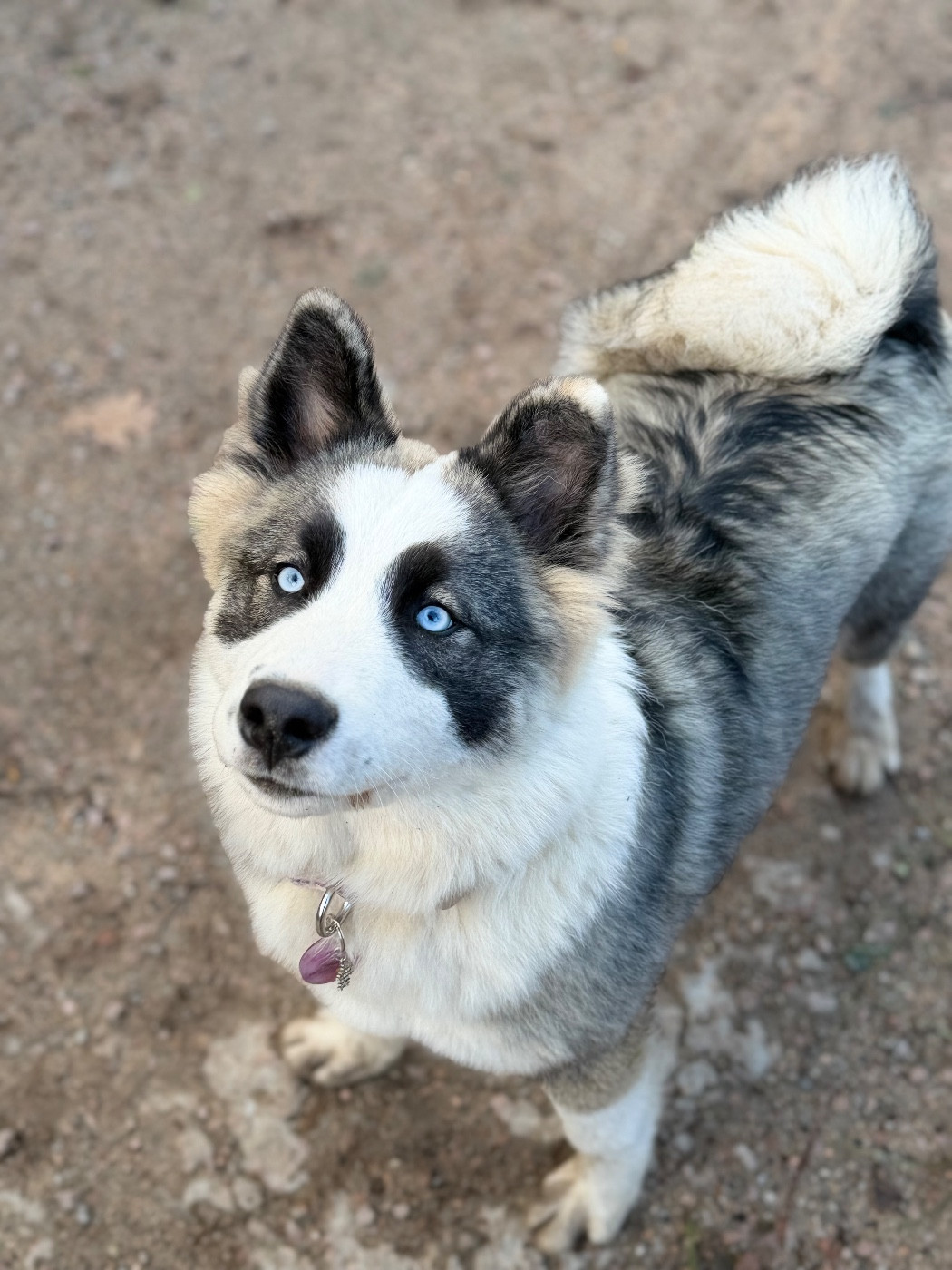 Publication : A Valli Di A Zampata