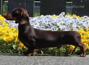 Gordyi rusich ivan iz mishkinogo doma