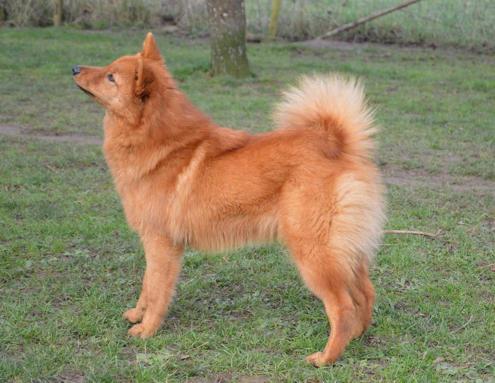 Publication : of artic cobaka 