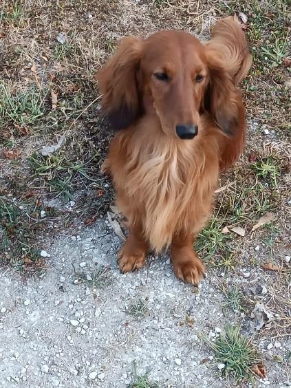 Publication : Du Vent Des Vignes 