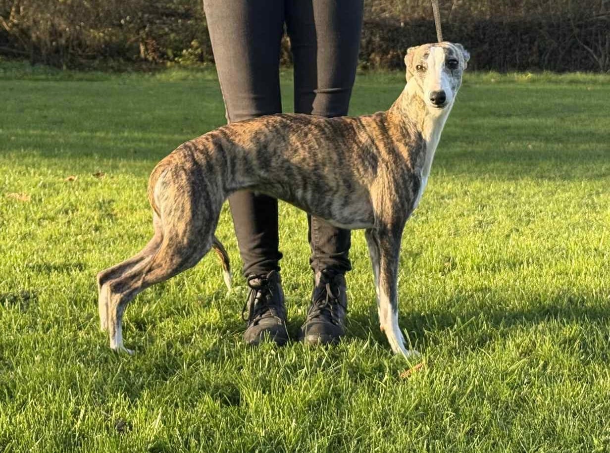 Publication : du Royaume de Narnia