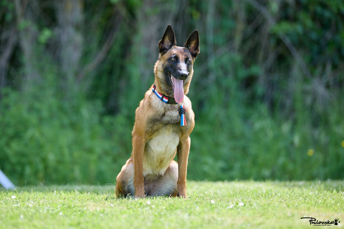 Publication : Du Haut Vestale