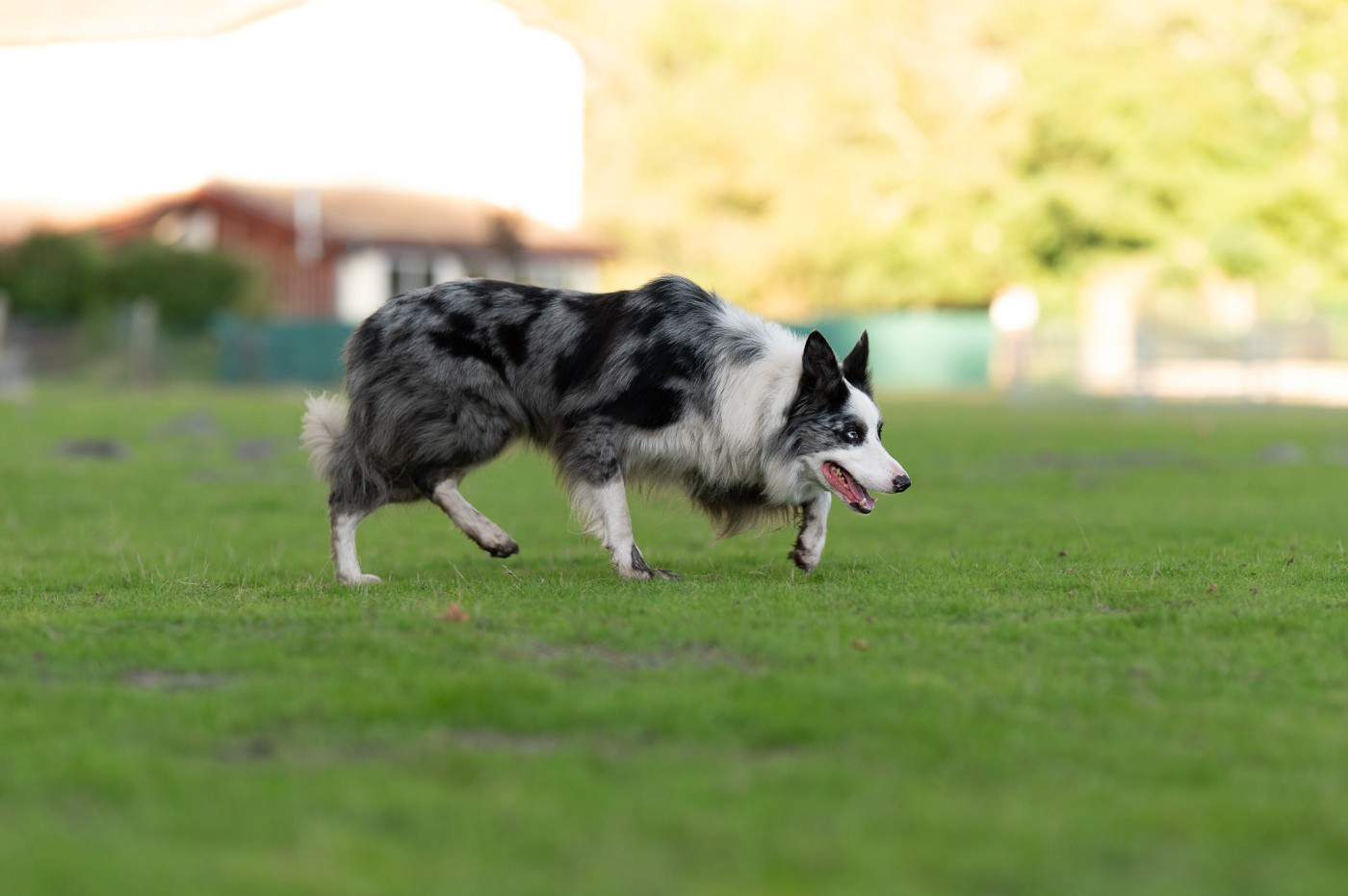 Publication : Of Xemiris Auteur : @elevage_xémiris