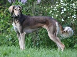 Tâdj Mahâl Jala-kamila