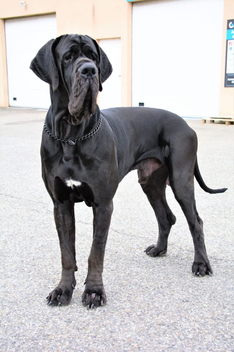 Publication : De Batthory 