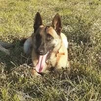 Publication : des douceurs de plume 