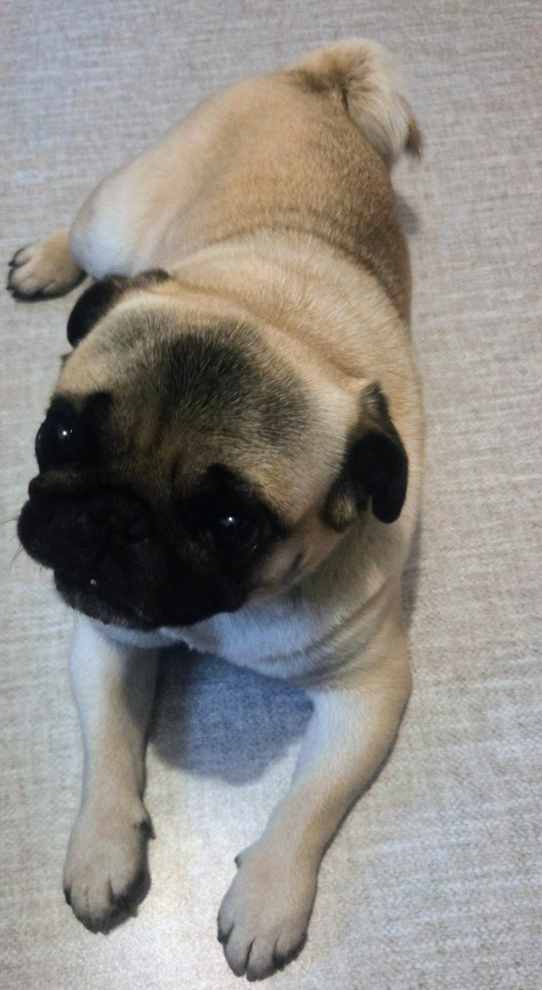 Publication : Des P'tits Loups De L'Alzou 