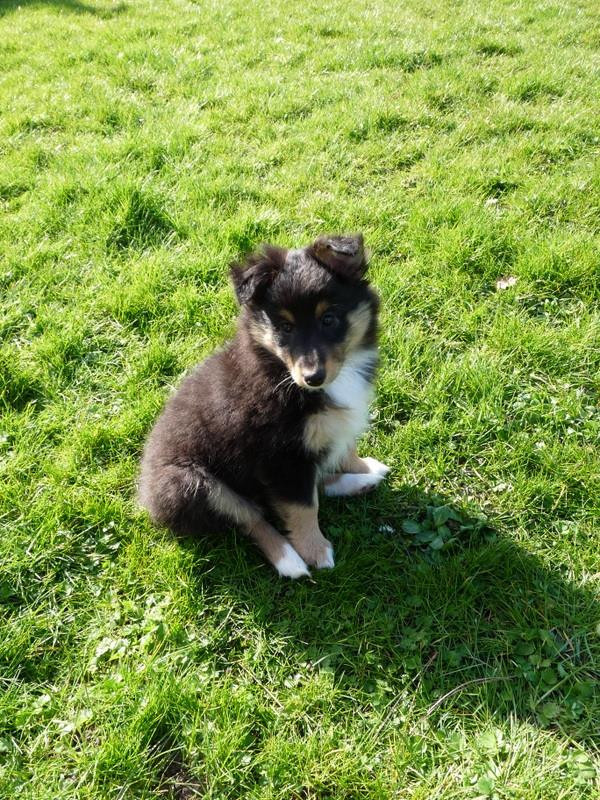 Publication : Des Shelties De Gaia